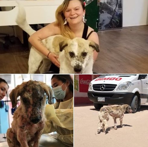 CWOB's tweet photo. We rescued Beto off the streets of Mexico last May.  He had  horrible mange and suffered from malnutrition. Once healthy, he migrated to CA and he finally found his perfect home.  This is what the other side of hope looks like. #RescueDogs #savinglives 
#Compassionistheanswer https://t.co/jloilJZhCW