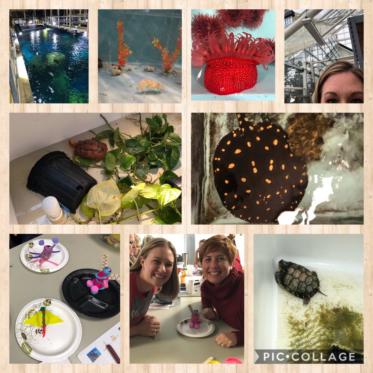 McculleyEmily's tweet photo. Great day with #STEMFellows at @TNAquarium #setnstem https://t.co/DBtmzDVmLh