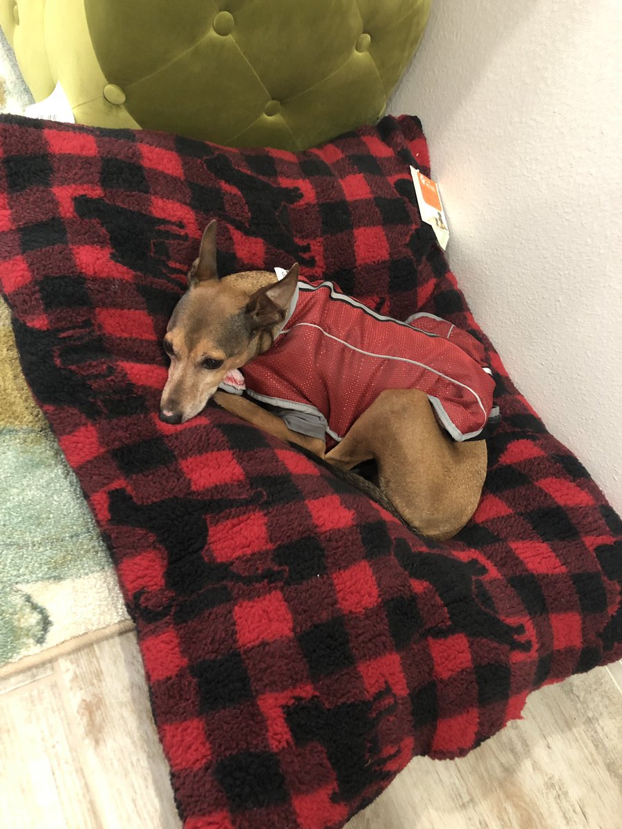 itsbrainey's tweet photo. Someone is enjoying their ginormous new bed #Squiggy #JacketDay https://t.co/zr8mXeRd1u