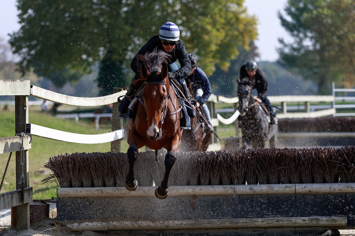 HDL_racing's tweet photo. [ ÇA JUMPPP... ! ]
Séance dans le manège pour les jeunes pousses 🐎 
#DomainedeSers #Obstacle #Horse #Race https://t.co/bGmkxYj9TP