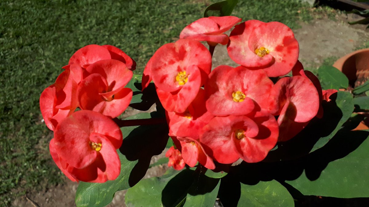 Karpuzee's tweet photo. #SUNSHINee
Always blooming in our Sunny Side. https://t.co/23fVnHJ3Ap
