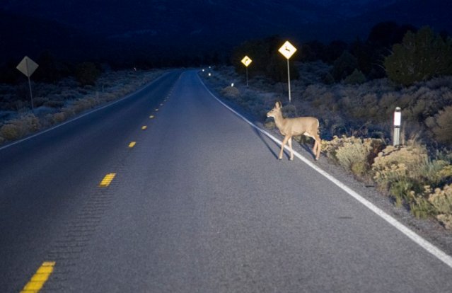 schill_jennifer's tweet image. Watch for Wildlife On the Road #WildlifeCrossing #CarvsDeer #AnimalCollision #NightDriving #Driving bit.ly/2zdxd3t