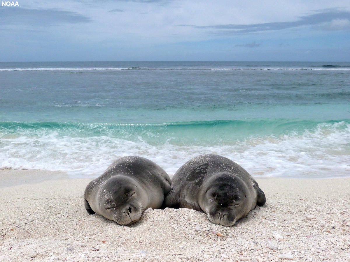 oceana's tweet photo. Marine national monuments protect irreplaceable ocean habitats and safeguard key marine species from threats, but right now, they’re under attack. 

Tell @realDonaldTrump not to weaken protections of Marine National Monuments: https://t.co/PF5yCRLil6 #MonumentsForAll https://t.co/oE9cfMpY5B
