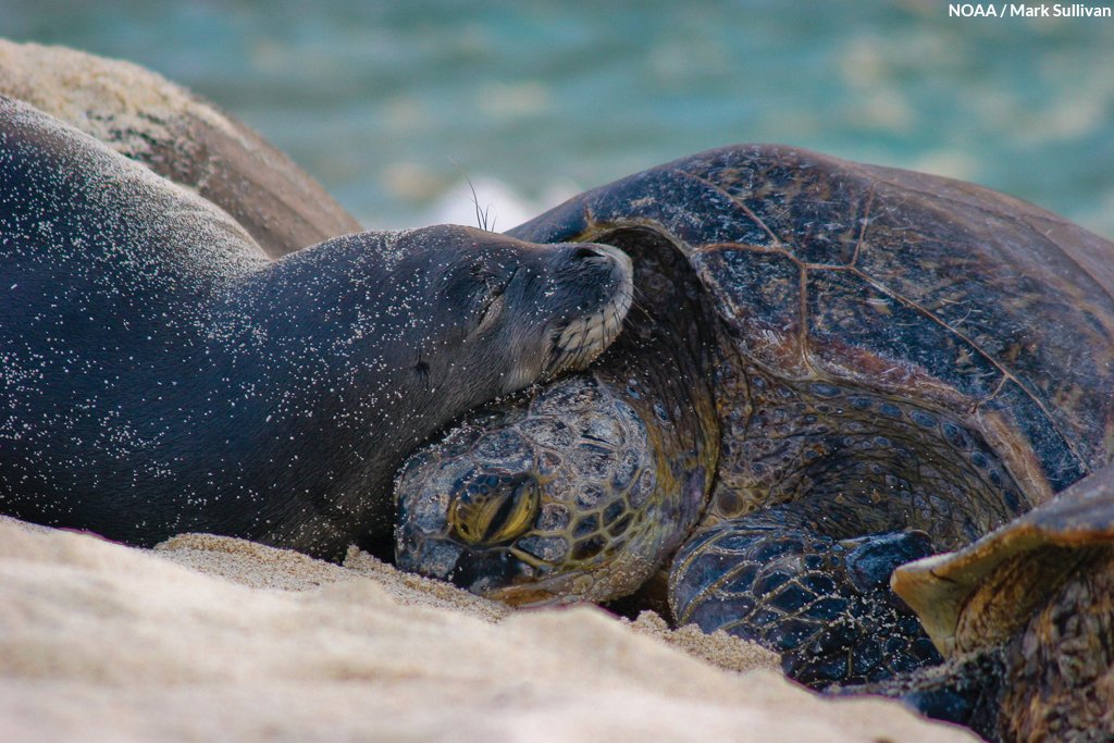 oceana's tweet photo. Marine national monuments protect irreplaceable ocean habitats and safeguard key marine species from threats, but right now, they’re under attack. 

Tell @realDonaldTrump not to weaken protections of Marine National Monuments: https://t.co/PF5yCRLil6 #MonumentsForAll https://t.co/oE9cfMpY5B