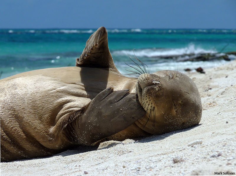 oceana's tweet photo. Marine national monuments protect irreplaceable ocean habitats and safeguard key marine species from threats, but right now, they’re under attack. 

Tell @realDonaldTrump not to weaken protections of Marine National Monuments: https://t.co/PF5yCRLil6 #MonumentsForAll https://t.co/oE9cfMpY5B