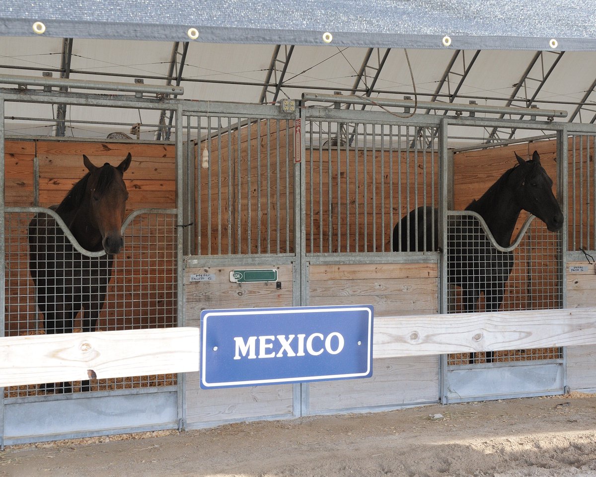 GulfstreamPark's tweet photo. Undefeated #Kulkulkan arrives for the #CaribbeanClassic! Click https://t.co/JkCHMbyNPT for news and video. #ClasicoDelCaribe https://t.co/8LnWv8YgAg