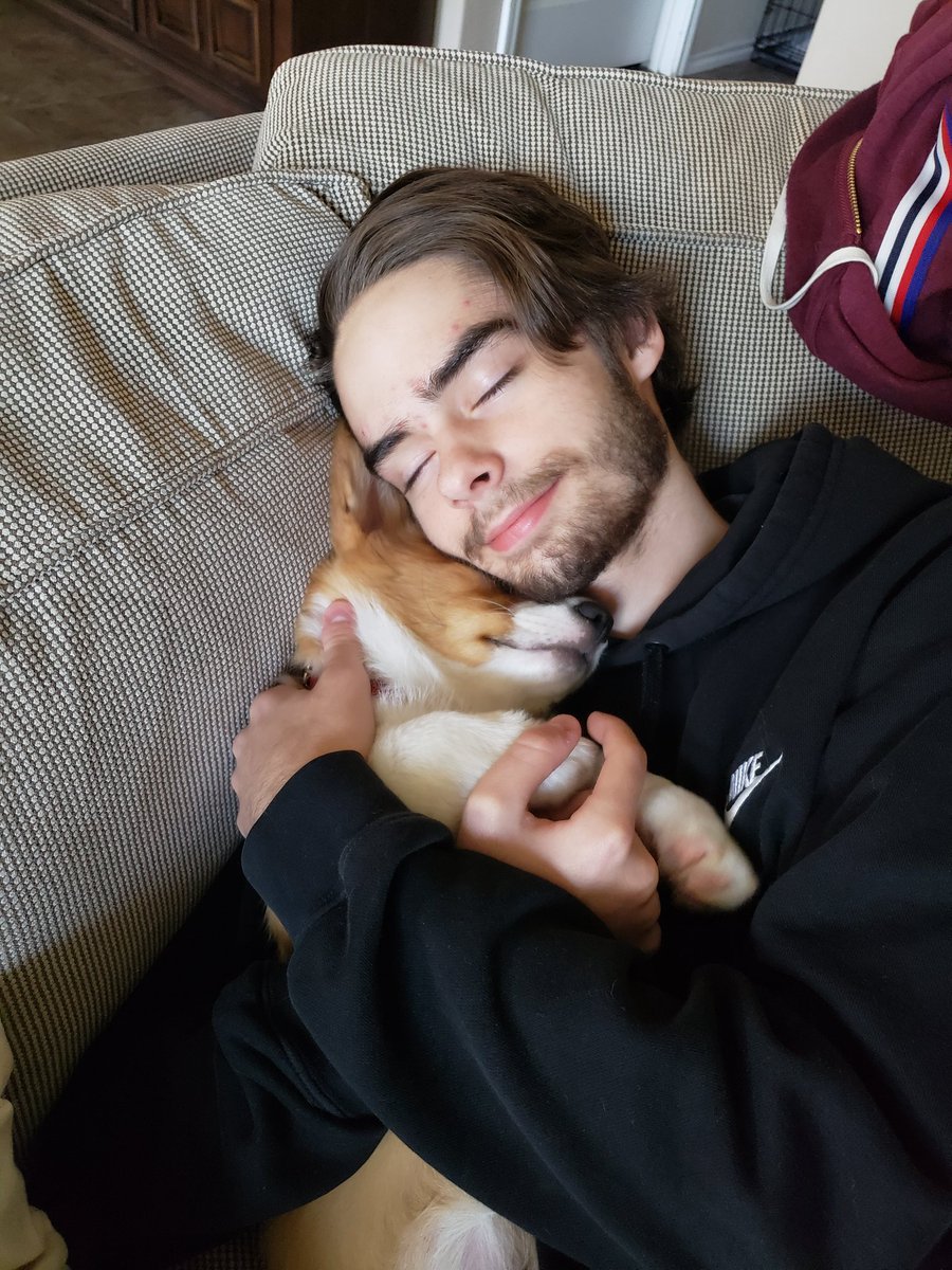 BeasleyCorgi's tweet photo. I ❤ snuggles. @OGBakerr #corgi #corgipuppy #sablecorgi #corgisofinstagram #cute #corgination #pembrokewelshcorgi #adorbs #corgilove #doggo https://t.co/tzelZTl5ur