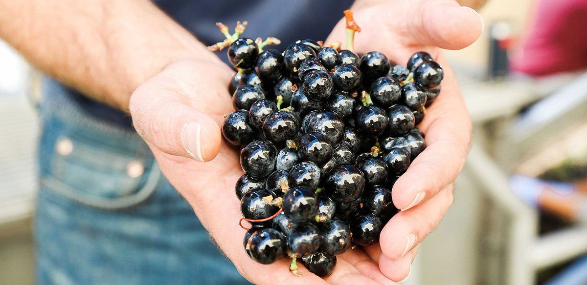 As if we needed another reason to drink Cabernet 🍷
buff.ly/2DzMmzI