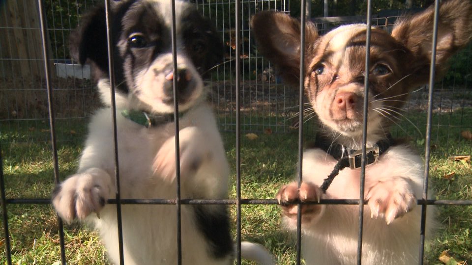 Tonight at 7:00 - Meet some <a href="/HeroPups/">Hero Pups</a> ...Therapy dogs trained for veterans and first responders who need a loving buddy. bit.ly/2zbFcOk #NH