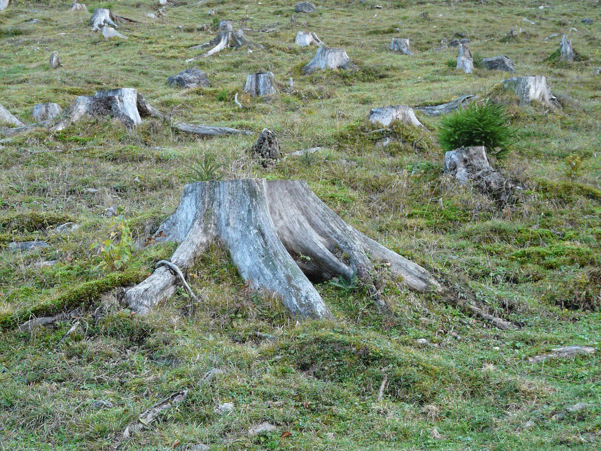 ADGEX_official's tweet photo. DEFORESTATION
Every year more than 200 000 km2 of tropical rainforest are cut down.
This is the area of Scotland, Wales and Great Britain combined.
Let’s stop it together!
#adgex #viablegreen #future #planet #earth #green #ecology #forest #deforestation #tree #trees #treecutting https://t.co/JMuzVx4waX