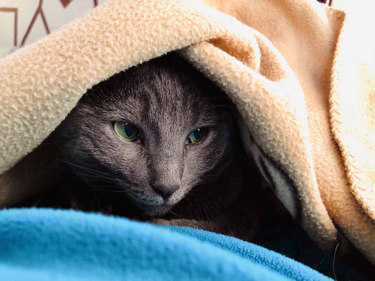 A_affirmations's tweet photo. Undercover Purrametic report. We can now breath out both sides of the nose. #almostbetter #CatsofTwitter https://t.co/Lm1zV0BIrI