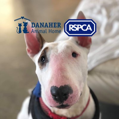 #NewProfilePic is gorgeous Lucy, looking for her forever home! 💕