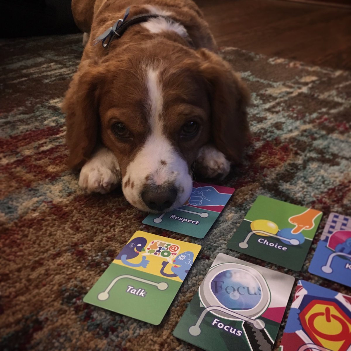 Laurat25's tweet photo. Do next step cards work on dogs? 😂 @nextstepcards. Great training afternoon led by @DrFionaPender https://t.co/MuSVq0Puqe
