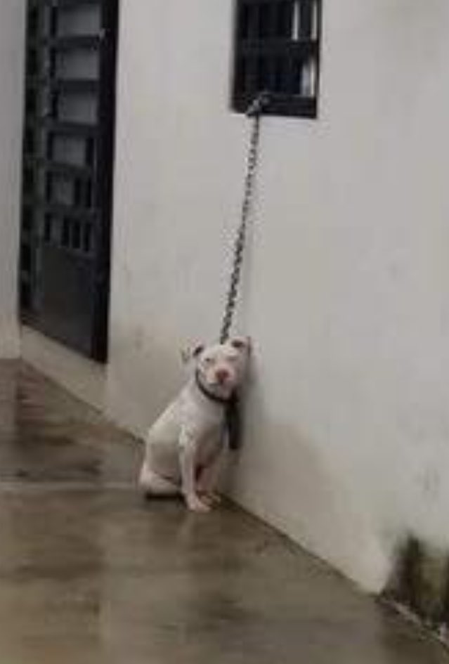 Cicmty's tweet photo. *ANIMALES* Maltrato a perro Pitbull blanco, amarrado a una ventana sin poderse acostar y expuesto a la intemperie en la Calle Cerdeña #814, Col. Los Puertos, 4 Sector, Juárez Vía @NewHacktivist CC @prodanmty @CORAZONESREGIOS https://t.co/TNNe1twdAs