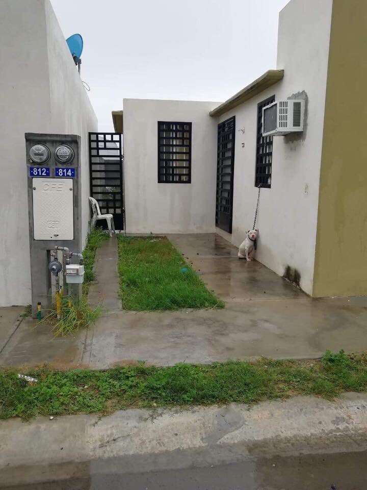 Cicmty's tweet photo. *ANIMALES* Maltrato a perro Pitbull blanco, amarrado a una ventana sin poderse acostar y expuesto a la intemperie en la Calle Cerdeña #814, Col. Los Puertos, 4 Sector, Juárez Vía @NewHacktivist CC @prodanmty @CORAZONESREGIOS https://t.co/TNNe1twdAs