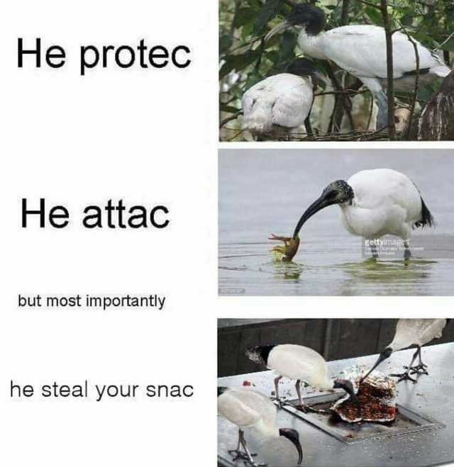 binchickenuout's tweet photo. That's-a me! 😁 (I didn't make it, I was too busy harassing nice families having lunch together) #iprotec #iattac #imliterallygonnatakeallofyourfoodifitstherenotjustyoursnacksiwilltakeallofitfightme #loveyourfellowibis #pleaseloveme -🗑️🐓 https://t.co/JZE0NktjzV