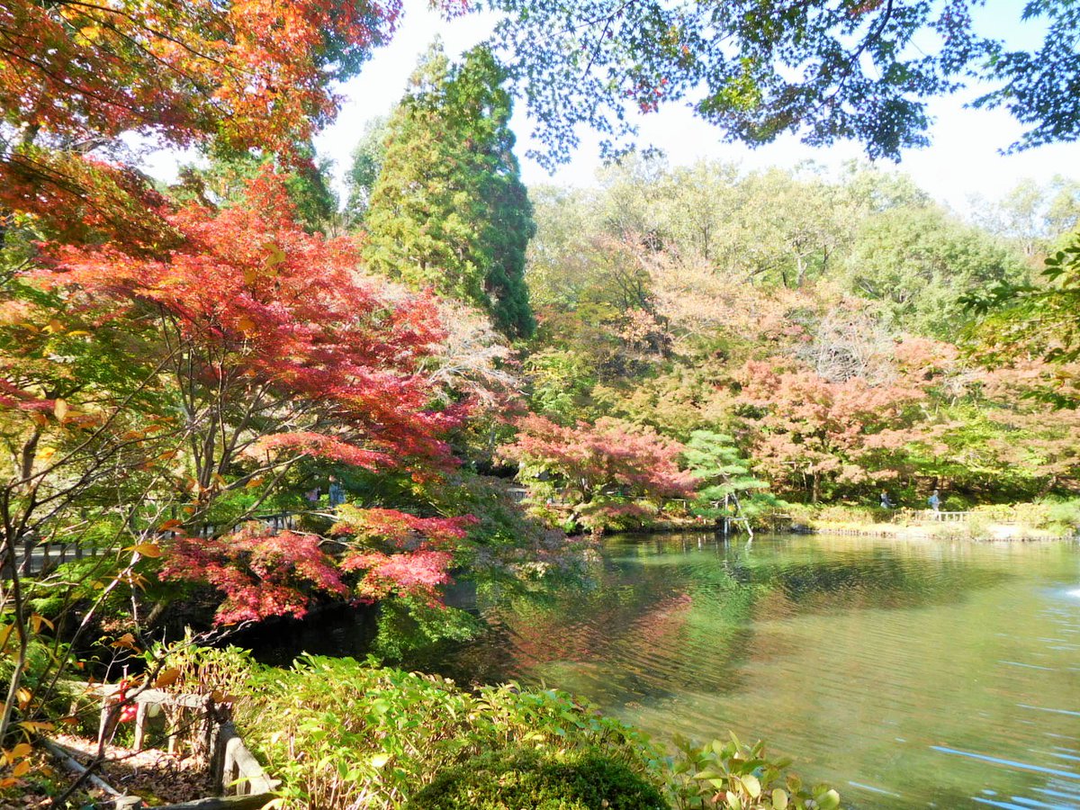 名古屋市東山動植物園 Twitter પર 植物園紅葉情報 本日より植物園ではもみじ狩り 紅葉ライトアップが始まります 昼間とは一味違う 夜のもみじたちをお楽しみいただけます 16 30から星が丘広場で点灯式を行いますので ぜひお越しください 東山動植物園