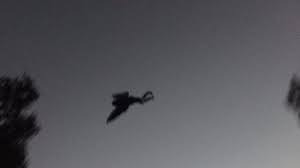 themothmitch's tweet photo. Heres some footage the liberal media is covering up with their precious "recounts"#chicagomothman #mothmanwebseries #watchthesky #thetruthissomeplace #cryptids #chicago #conspiracy #mothman https://t.co/I83J2GWeO5