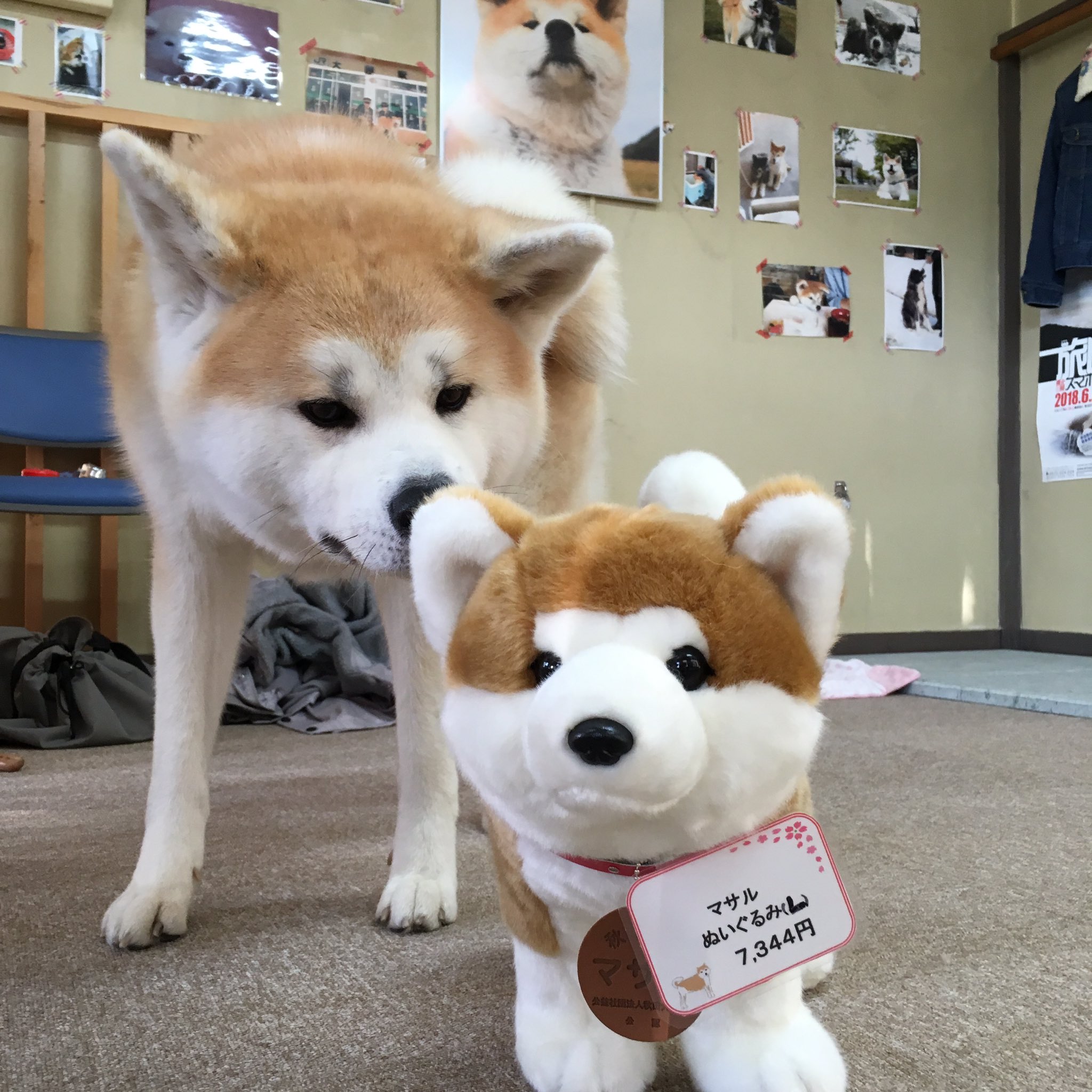 秋田犬の里【公式】 on X: 