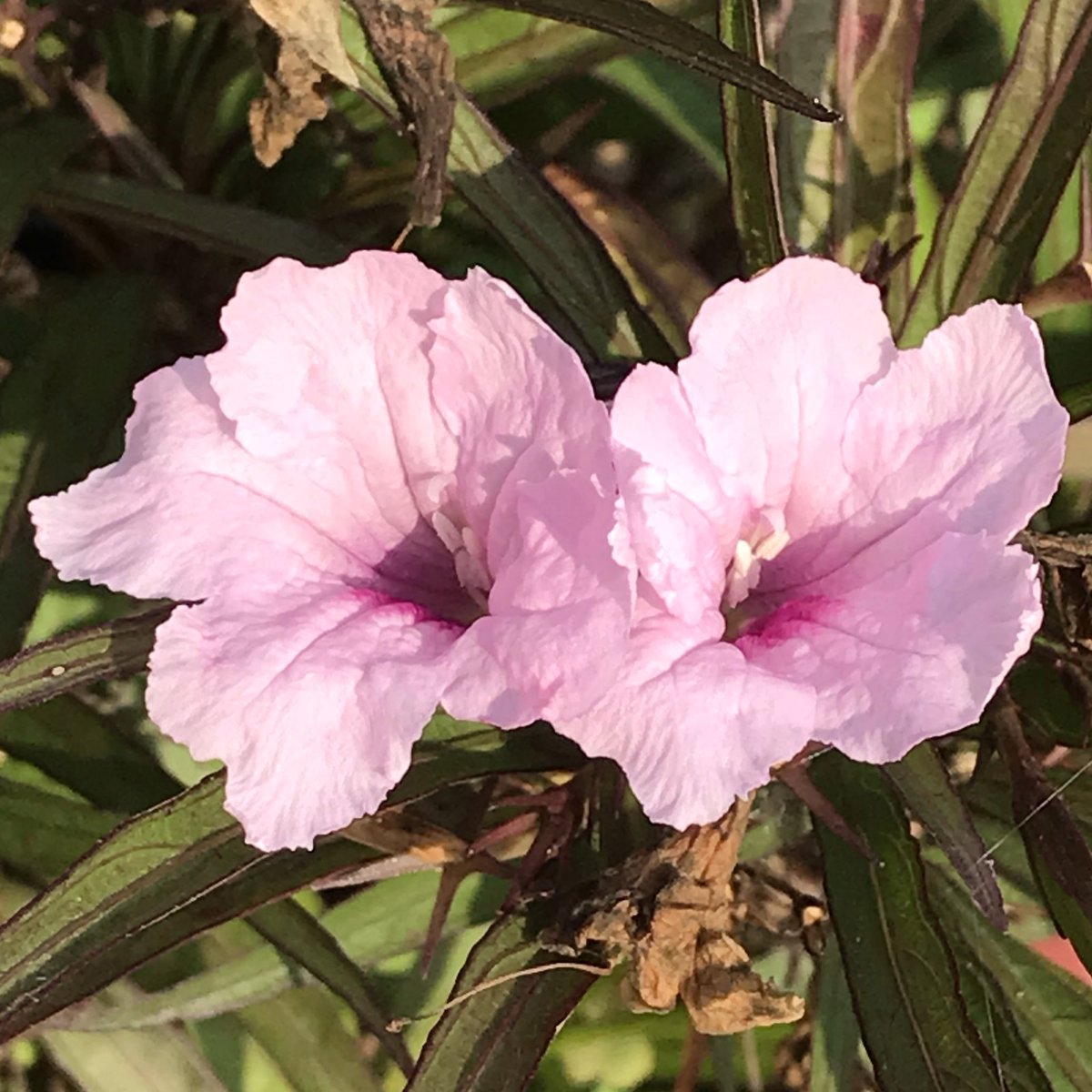 Another simple charmer! Ruellia brittoniana pinkFrom the wilderness of  #JimCorbett