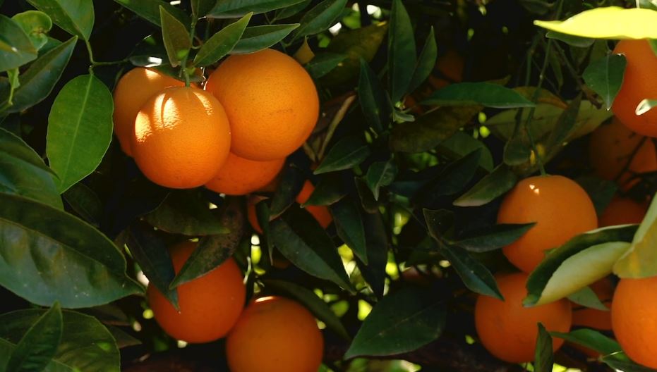 Bright times ahead for Sunraysia agri bit.ly/2zUcdhB <a href="/jasonmarr07/">Jason Marr</a>