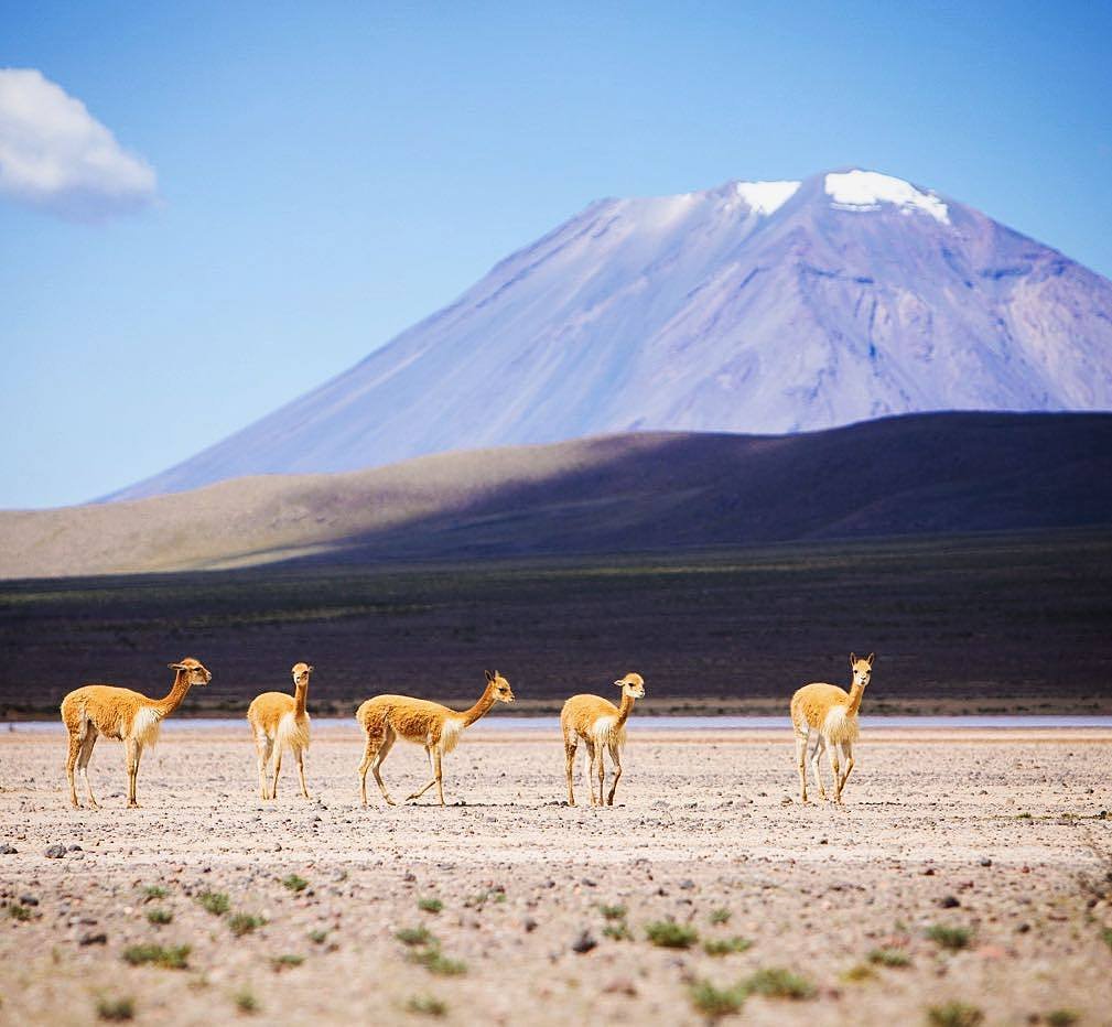 Happy National Vicuña Day! 
Wonderful shot by @brendanvanson (IG) on the way to the #ColcaCanyon in #Arequipa. Notice the cute and graceful vicuñas in front of the wonderful snow-capped volcano. 
#PeruTheRichestCountry #Peru
