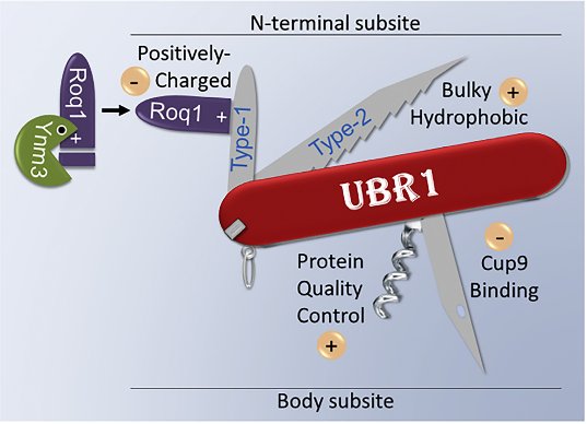NDissmeyer's tweet photo. hadn't seen that drawing of #Ubr1 before @Victorinox @SwissArmy 
@MolecularCell #nendrule
https://t.co/2rCgQ8Q1ay https://t.co/UNsWw5UFKJ