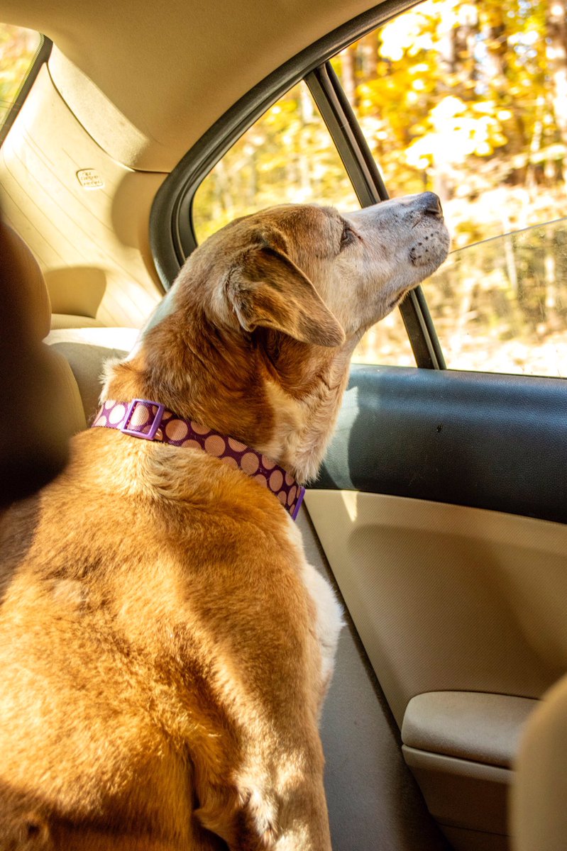 ashleyhallphoto's tweet photo. #puppers #doggo #goodestdogs https://t.co/iqvhuhtX70
