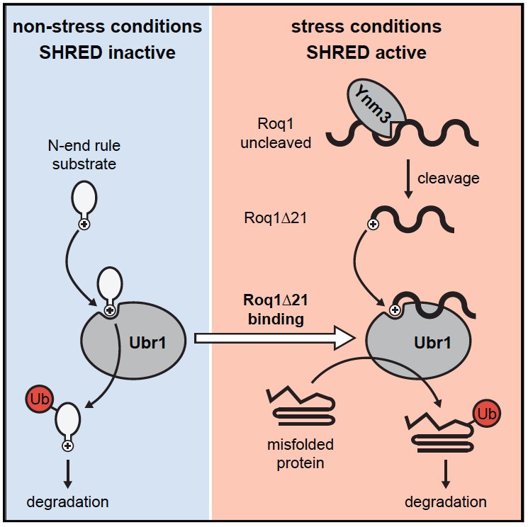 NDissmeyer's tweet photo. Re this @MolecularCell one: 
#SHRED pathway adapts protein quality control to changing cellular needs: stress ⬆️ Roq1 ✂️ by #protease Ynm3, cleaved Roq1 binds to #nendrule #ligase #Ubr1 ➡️ proteasomal #degradation of misfolded proteins
https://t.co/JCmxhbVTri https://t.co/0YV1xkrkFV