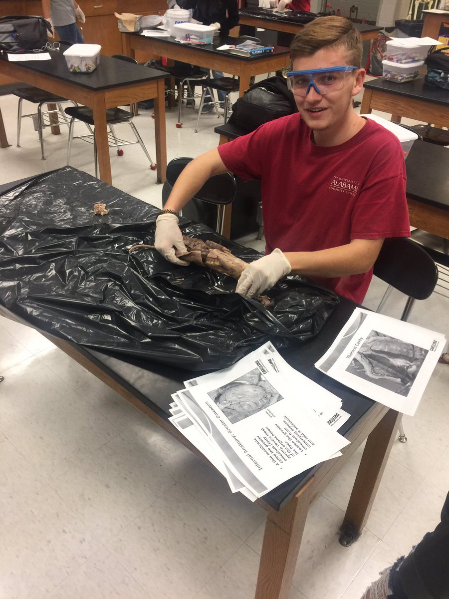 hly500's tweet photo. #MSHSScienceClub members doing dissections today. We explored the inner workings of a mink, turtle, rat, fetal pig, dogfish, snake, frog, and squid! @mshstrojans @MSCSTrojans #takechances https://t.co/8UADWX5m9l
