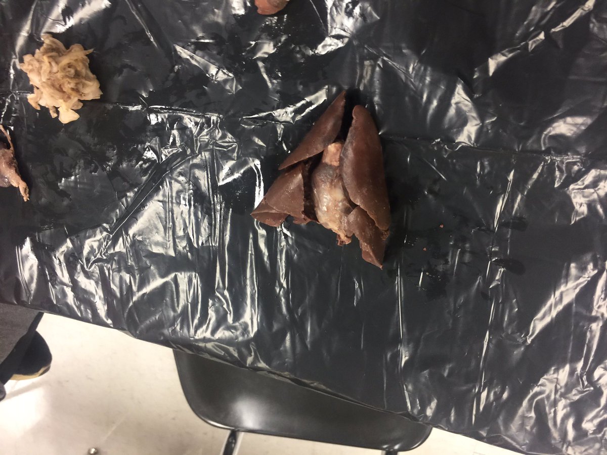 hly500's tweet photo. #MSHSScienceClub members doing dissections today. We explored the inner workings of a mink, turtle, rat, fetal pig, dogfish, snake, frog, and squid! @mshstrojans @MSCSTrojans #takechances #sharkeggs #minklungsandheart https://t.co/t9qbY8TqWV