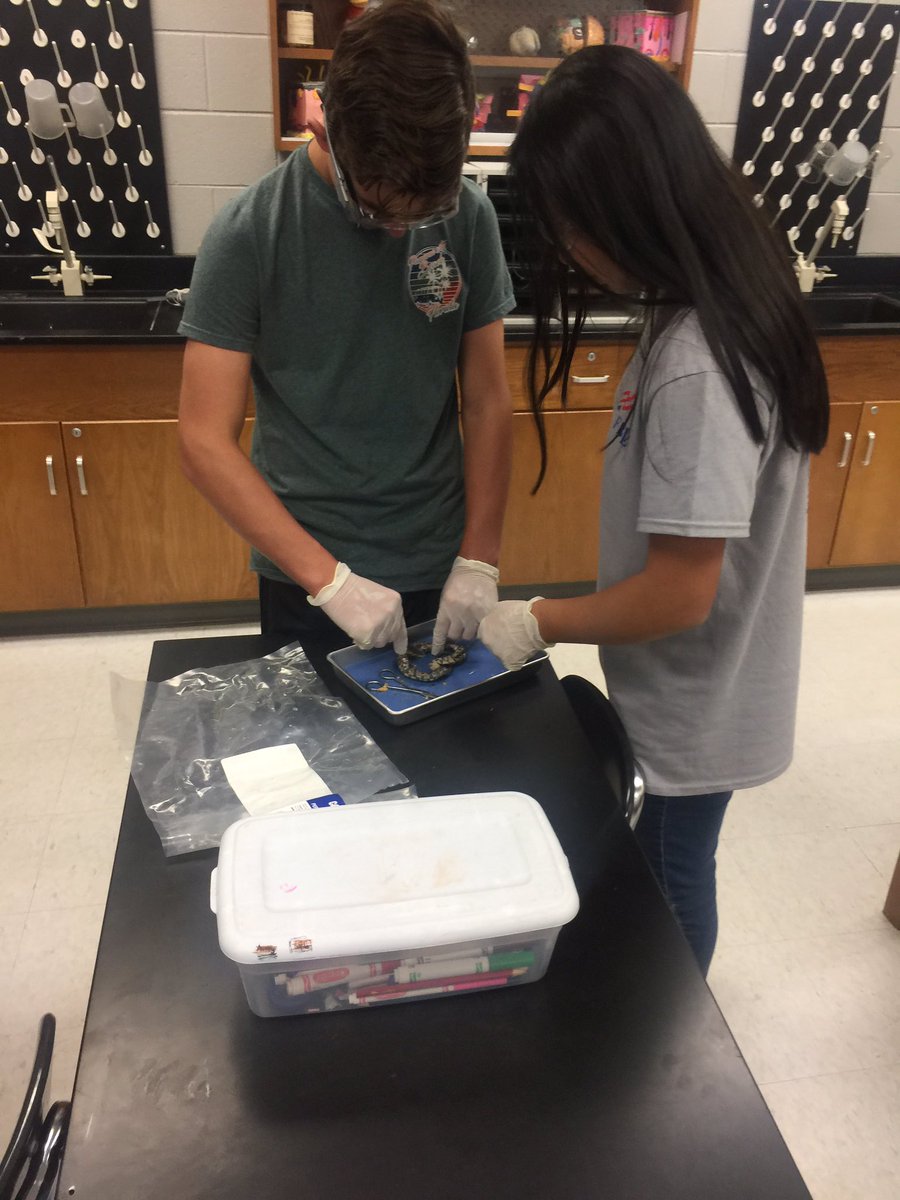 hly500's tweet photo. #MSHSScienceClub members doing dissections today. We explored the inner workings of a mink, turtle, rat, fetal pig, dogfish, snake, frog, and squid! @mshstrojans @MSCSTrojans #takechances #sharkeggs #minklungsandheart https://t.co/t9qbY8TqWV