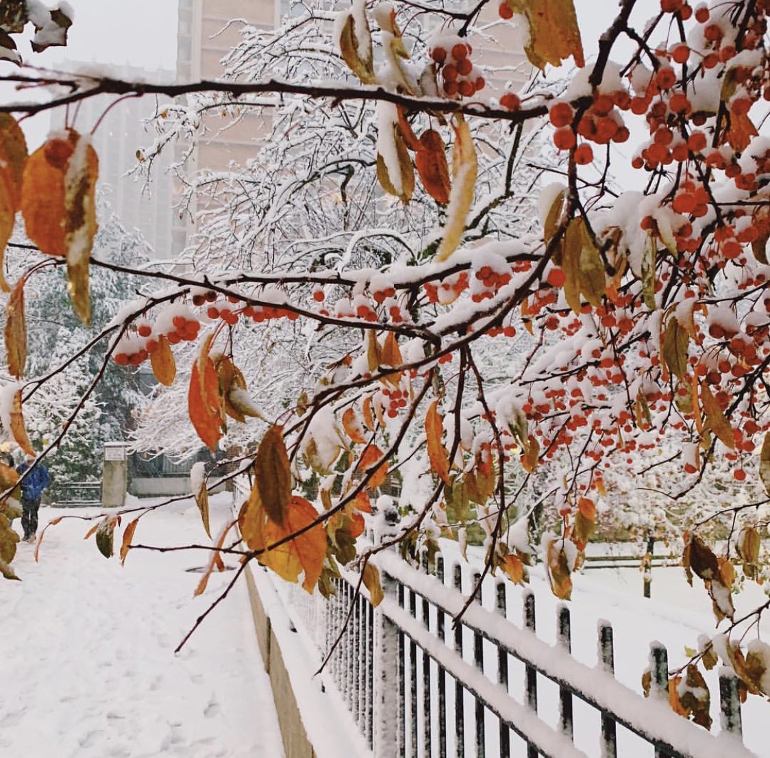 GossipRoomOff's tweet photo. Les premiers flocons de neige sont là à New York 😍🗽❄️ https://t.co/qvcznbN30O