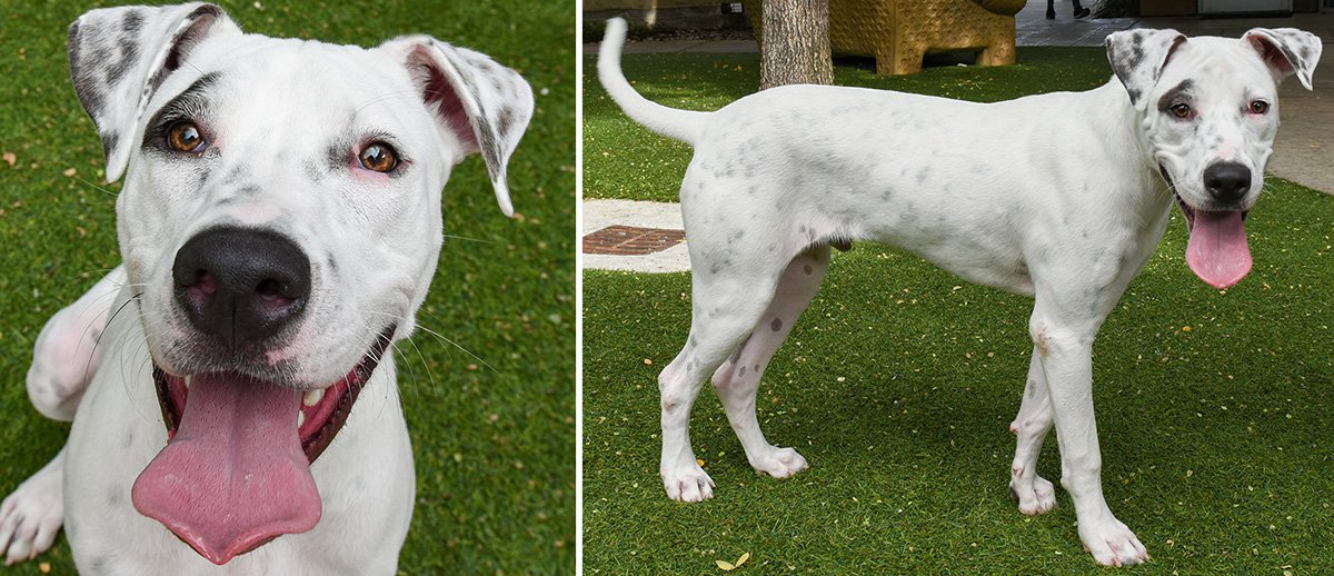 gray pitbull boxer mix gray pitbull boxer mix