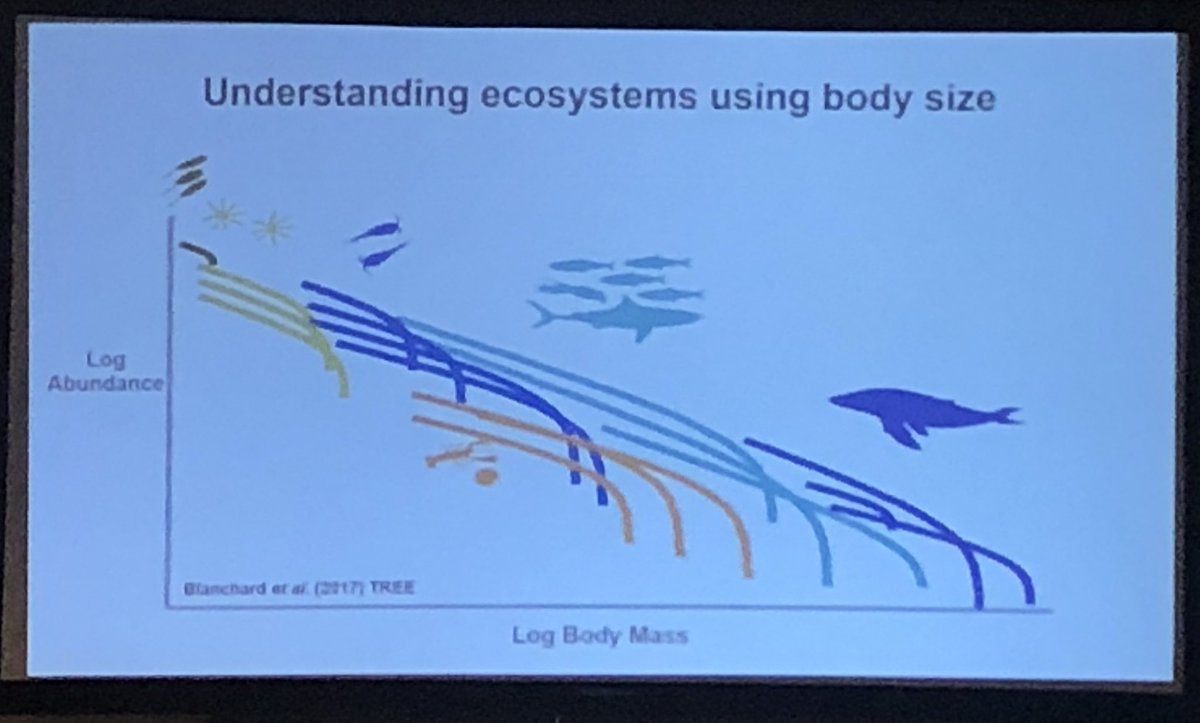 GrettaPecl's tweet photo. Cephalopods, body size &amp; tropic level- @Holistic_Squid &amp; @BlanchardJulia from @IMASUTAS at @cephCIAC conf @CIAC_2018. #CIAC2018 https://t.co/Q2iKmts4Ds