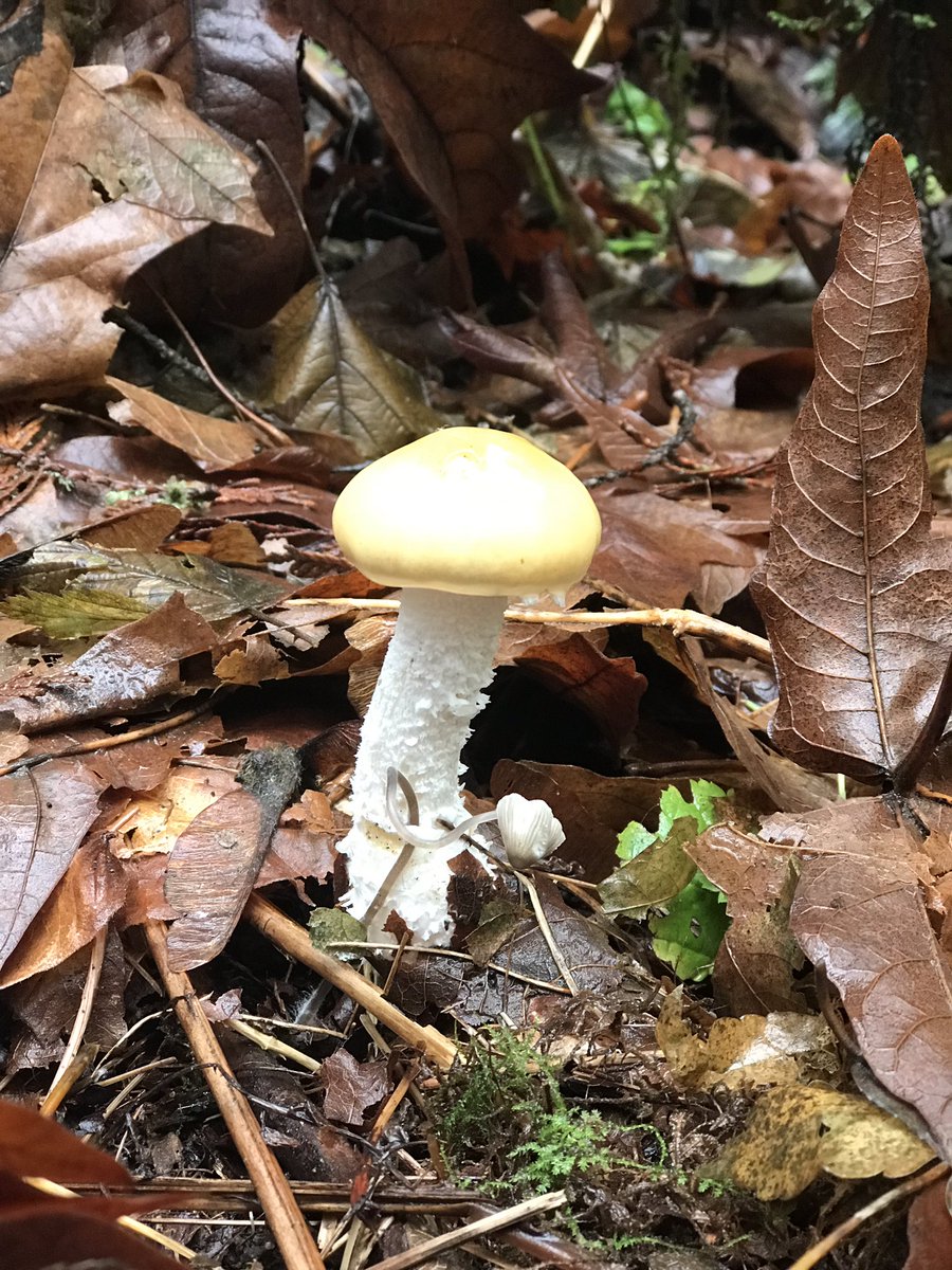 Maclean_B's tweet photo. Since listening to @PaulStamets on @joerogan Iโve been pretty fascinated with all kinds of #mushrooms and #fungi ... snapped these pics today on about a 30 min walk through a local trail... Nature is neat #BeautifulBC #Langley #FraserRiver #DerbyReach 1/5 https://t.co/tZOV6lHe7r