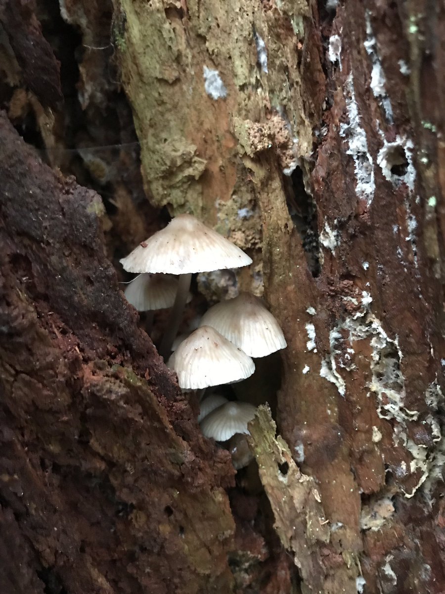 Maclean_B's tweet photo. Since listening to @PaulStamets on @joerogan Iโve been pretty fascinated with all kinds of #mushrooms and #fungi ... snapped these pics today on about a 30 min walk through a local trail... Nature is neat #BeautifulBC #Langley #FraserRiver #DerbyReach 1/5 https://t.co/tZOV6lHe7r
