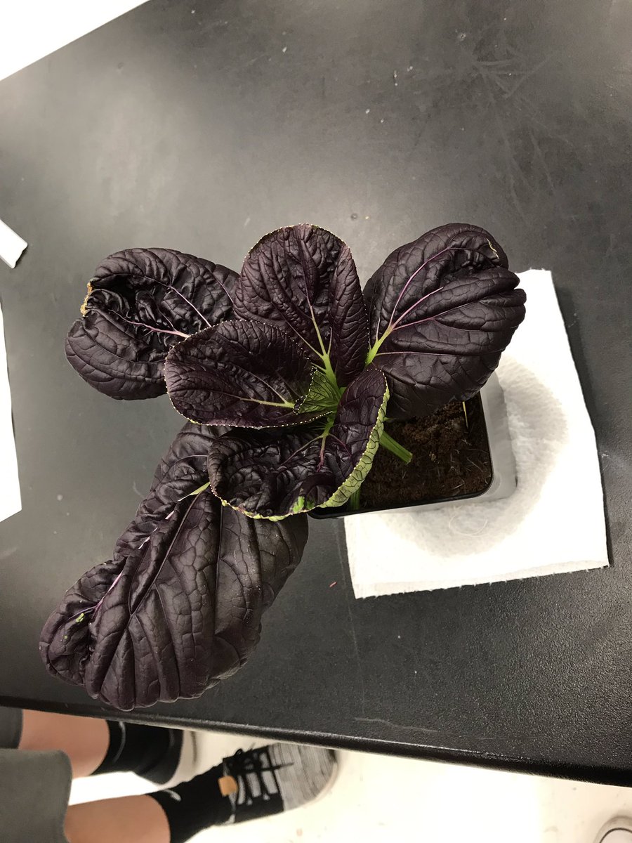 MrsHeatherTully's tweet photo. Pac Choi curl update!!! Only one leaf with a slight curl on our final harvest day. We will be sure to monitor our Pac Choi very closely during our next growing session... @GrowBeyondEarth @DonEstridgeHTMS https://t.co/ONzLdRHkJX