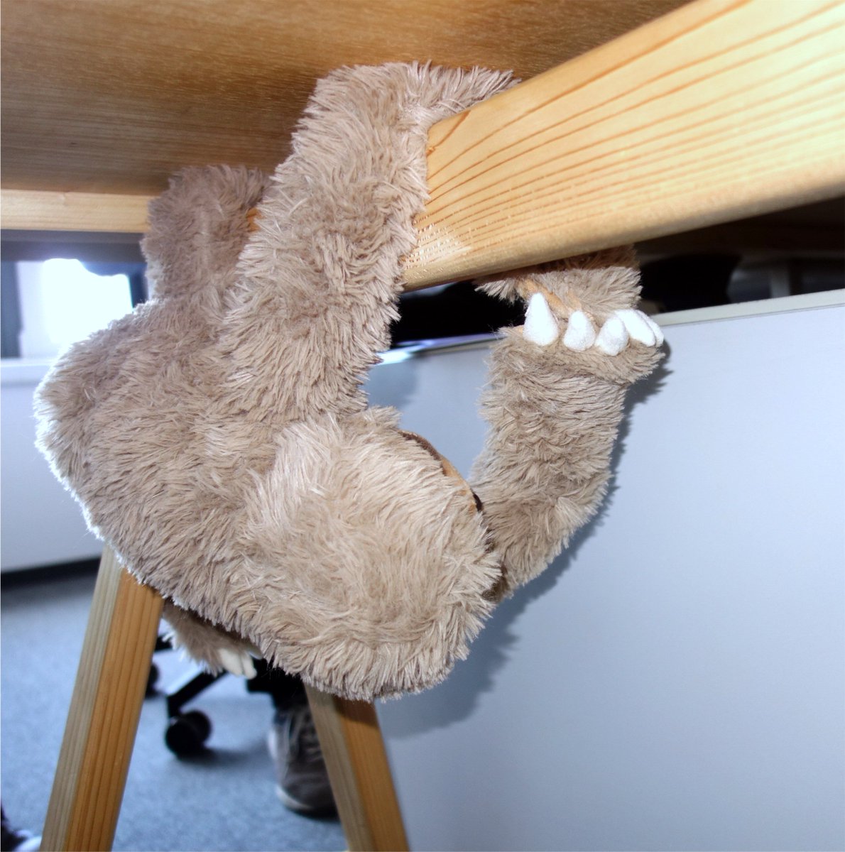 We had a visitor at work today, Flash the sloth. He is so cute and cuddly! I think he liked it here.