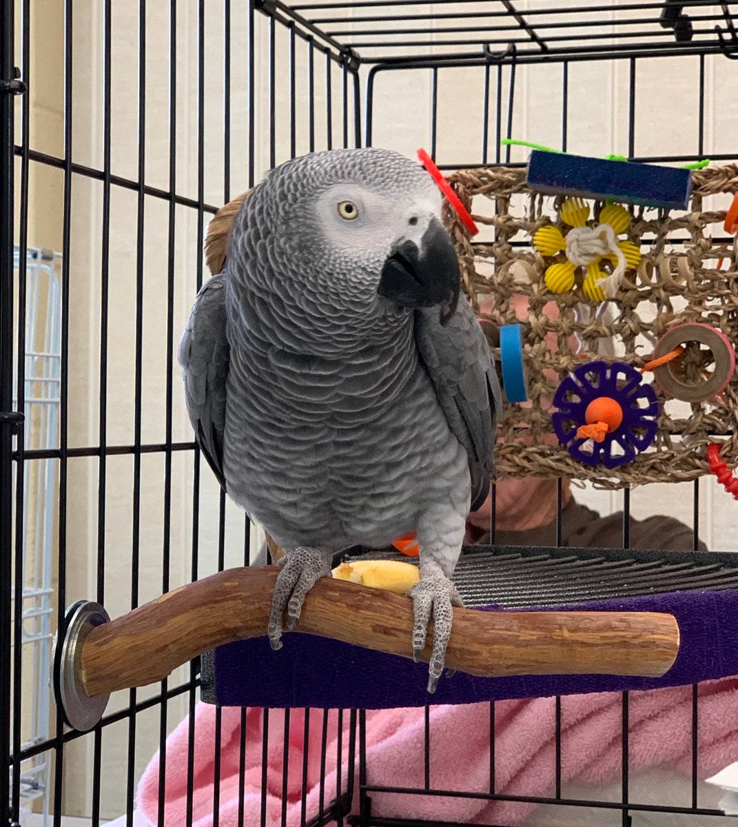 PEACsandiego's tweet photo. Also ….
ELVIS WAS JUST ADOPTED!
…  
Elvis will be heading to his new home after thanksgiving! We hope to share photos soon with his new mom! https://t.co/bZwhPW0fTS