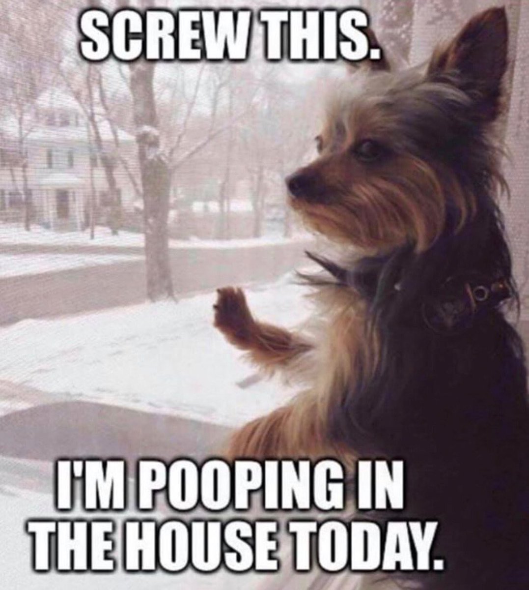 ab4Econsulting's tweet photo. What my #furrybabies are thinking on this #njsnow day https://t.co/9ARtfuUS6i