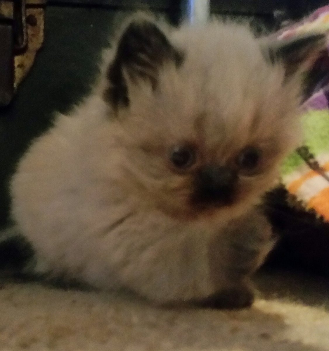 weinernanny's tweet photo. How cute are the hymalayans ❤🐈🐈🐈 https://t.co/3Im0HkQlIL