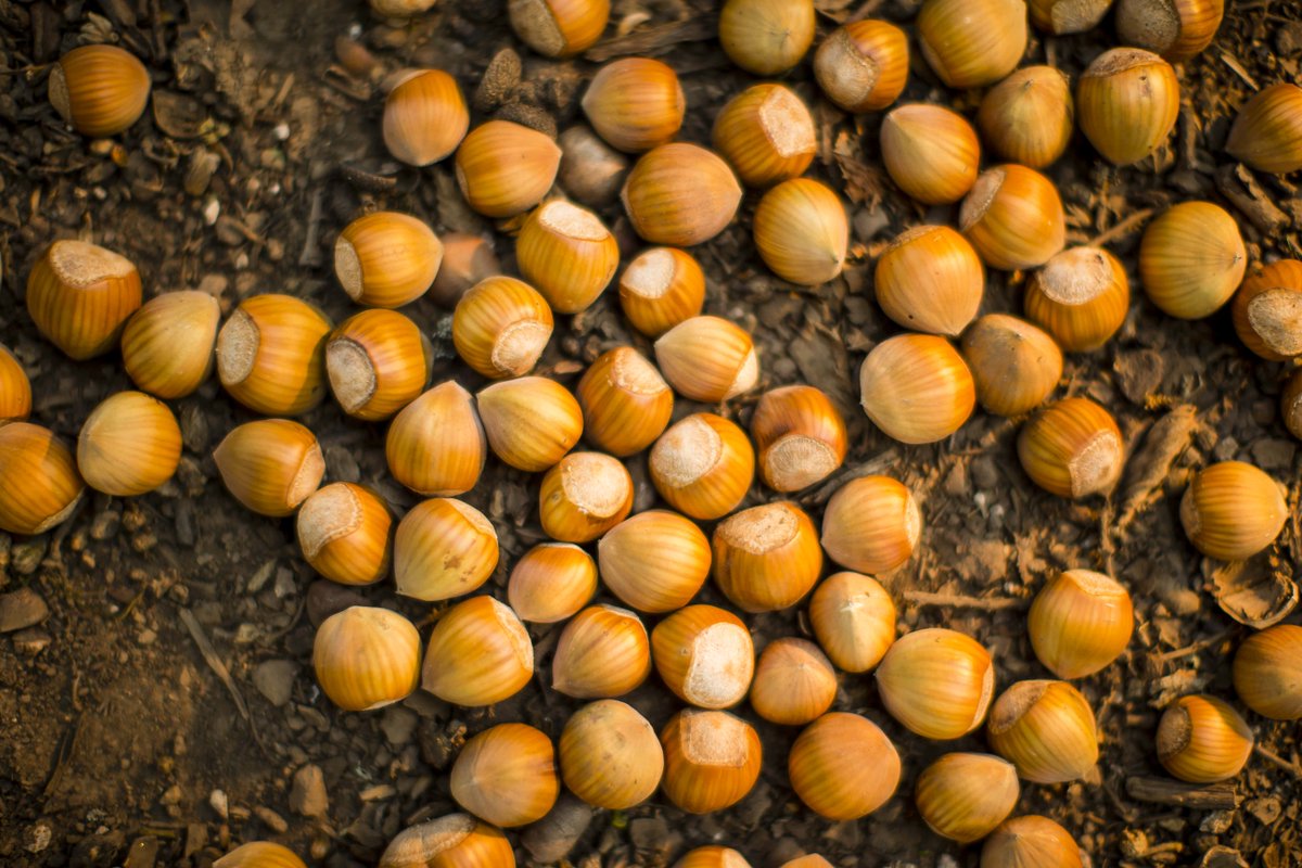 Oregon Hazelnuts (OregonHazelnuts) Twitter