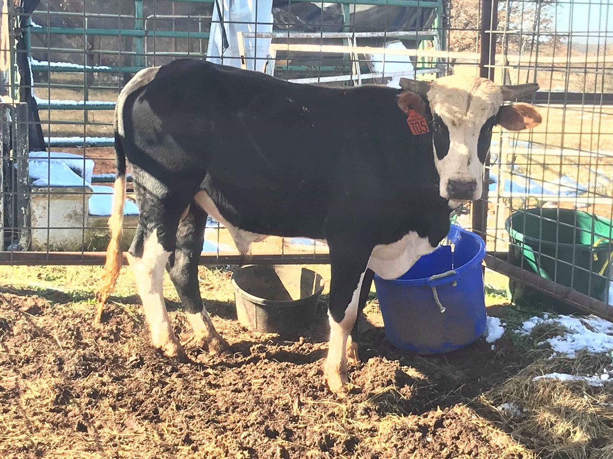 PbrLand's tweet photo. For those who don’t know. I recently have been wanting to buy a bull. Well today I went out and bought a bull. “Porterhouse Special” almost s 2 year old. So now, more podcasts and more bull events I go! https://t.co/dxGsI486AC