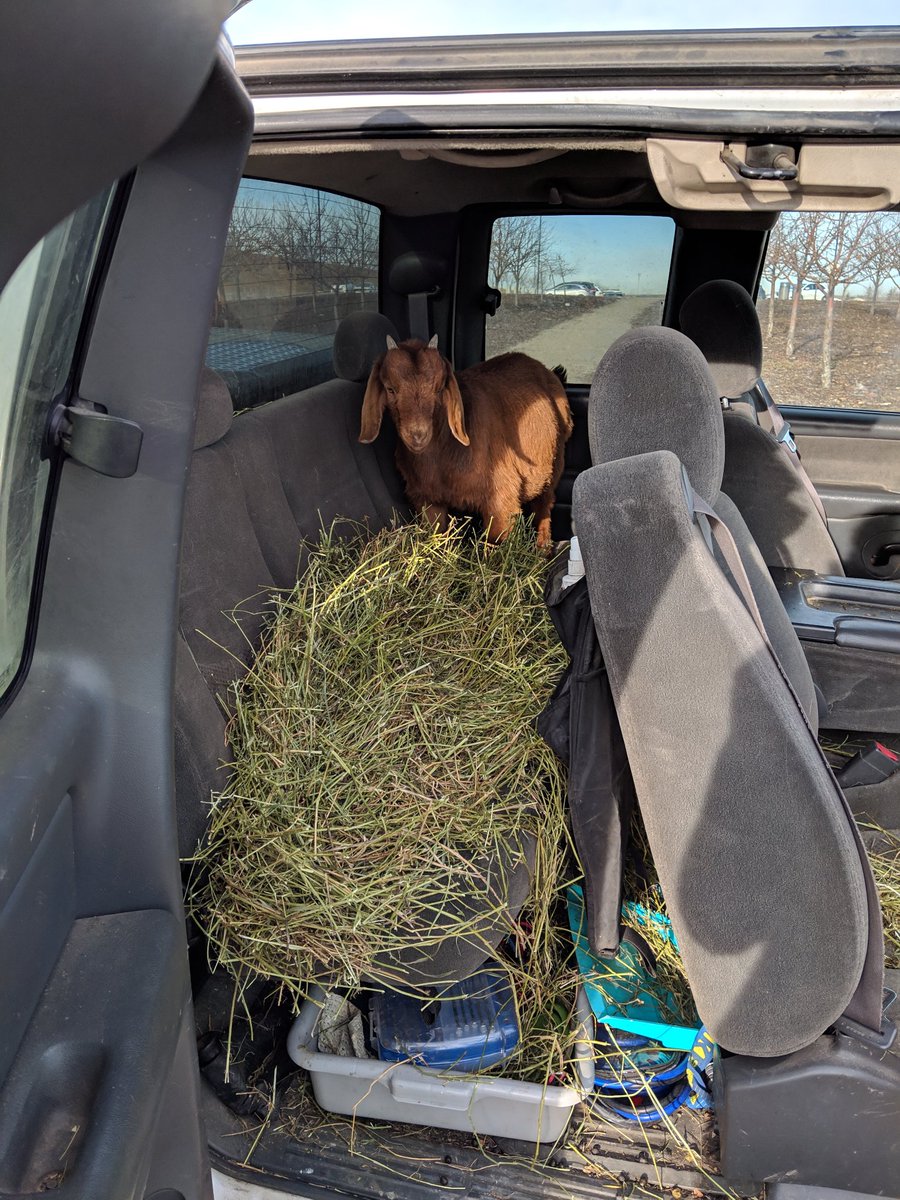 Goats ride in style 🙌 Thanks to Jeannette Hall from BAAH'D Plant Management for teaching our C3'ers all about target browsing and keeping our ecosystems healthy!