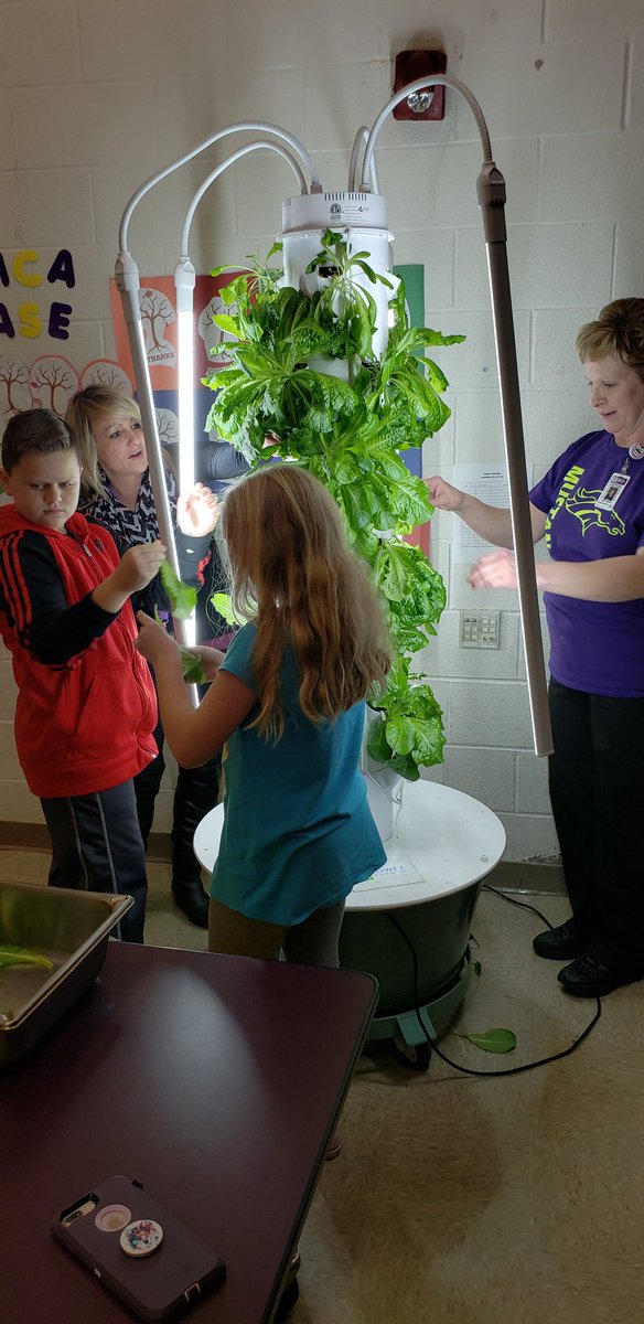 CenterGrows4's tweet photo. Harvesting our @TowerGarden with the help of Mrs. Savinda and Mrs. Griggle @PBSD_FoodDept.  Our first crop of lettuce will be served for lunch tomorrow at Center.  #schooltotable @JKPlum1 @jrpilyih @EdCorps #givingback https://t.co/ajhTs8IGRm