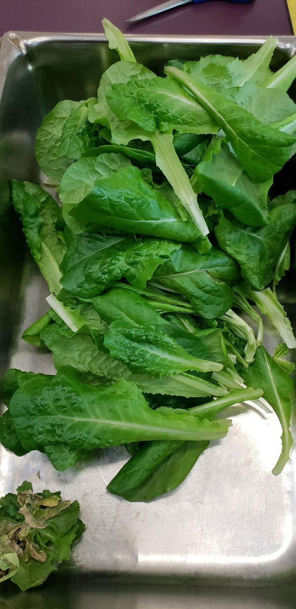 CenterGrows4's tweet photo. Harvesting our @TowerGarden with the help of Mrs. Savinda and Mrs. Griggle @PBSD_FoodDept.  Our first crop of lettuce will be served for lunch tomorrow at Center.  #schooltotable @JKPlum1 @jrpilyih @EdCorps #givingback https://t.co/ajhTs8IGRm