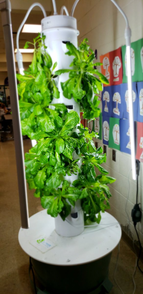 CenterGrows4's tweet photo. Harvesting our @TowerGarden with the help of Mrs. Savinda and Mrs. Griggle @PBSD_FoodDept.  Our first crop of lettuce will be served for lunch tomorrow at Center.  #schooltotable @JKPlum1 @jrpilyih @EdCorps #givingback https://t.co/ajhTs8IGRm