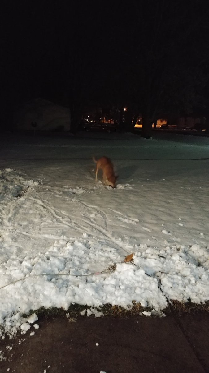 RickSuits's tweet image. Someone wanted to play in the snow lol