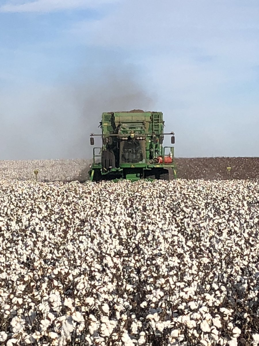 jll5033's tweet photo. #deltapine1845 https://t.co/uuXFlwjYQC